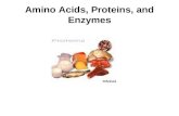 Amino Acids, Proteins, and Enzymes. Functions of Proteins Proteins perform many different functions in the body