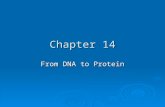 Chapter 14 From DNA to Protein. Objectives   1. Know how the structure and behavior of DNA determines the structure and behavior of the three forms.