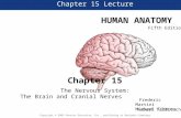 Chapter 15 Lecture HUMAN ANATOMY Fifth Edition Chapter 15 The Nervous System: The Brain and Cranial Nerves Frederic Martini Michael Timmons Robert Tallitsch.