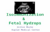 Isoimmunization & Fetal Hydrops Gillor Moshe Kaplan Medical Center.