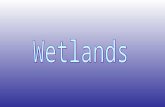 Types of Wetlands How Wetlands Are Used: Building of: –Houses –Offices & Towers –Roads/Parking Lots –Golf Courses UrbanizationAgricultural Growth.