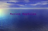 Marine Reptiles Marine Vertebrates: Lecture 5. Amniote relationships.