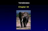 1 Vertebrates Chapter 34. 2 The Chordates Distinguished by four principle features some time in their lives: – nerve cord – notochord – pharyngeal slits.