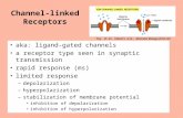 Channel-linked Receptors aka: ligand-gated channels a receptor type seen in synaptic transmission rapid response (ms) limited response –depolarization.