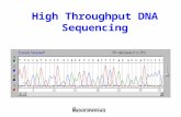 High Throughput DNA Sequencing. 30,000 Shotgun Sequencing Isolate Chromosome ShearDNA into Fragments Clone into Seq. Vectors Sequence.