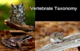 Vertebrate Taxonomy. Phylum Chordata Several classes of fish –Jawless fishes –Sharks and rays –Bony fish Class Amphibia (frogs, toads, salamanders) Class.