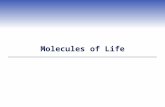 Molecules of Life.  Molecules of life are synthesized by living cells Carbohydrates Lipids Proteins Nucleic acids.