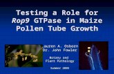 Testing a Role for Rop9 GTPase in Maize Pollen Tube Growth Lauren A. Osborn Dr. John Fowler Botany and Plant Pathology Summer 2005.