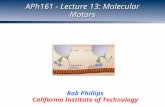 APh161 - Lecture 13: Molecular Motors Rob Phillips California Institute of Technology.