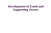 Development of Tooth and Supporting Tissues. Tooth and Associated Structures.