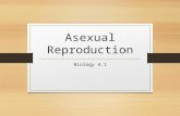 Asexual Reproduction Biology 4.1. Asexual Reproduction Asexual reproduction results in the production of a new organism The organism produced has ____________to.