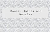 Bones, Joints and Muscles. Bones: 206 in human body n Function: – support (eg) pelvic bowl, legs – protect (eg) skull, vertebrae – mineral storage (eg)