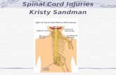 Spinal Cord Injuries Kristy Sandman. Statistics 10,000 every year 183,000 – 230,000 current cases Avg. Age 31.7 years Highest incidence between 15 & 25.