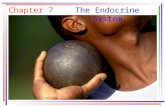 Chapter 7The Endocrine System. Key Concepts catecholamine cyclic Amp (cAMP) endocrine epinephrine estrogen exocrine glucagon growth hormone hormone insulin.