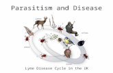 Parasitism and Disease Lyme Disease Cycle in the UK.