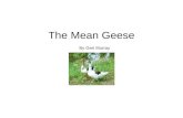 The Mean Geese By Geri Murray. Scat went to the creek with her kittens. Near the stream were big geese. The geese said "Honk!"