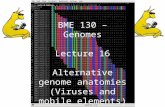 BME 130 – Genomes Lecture 16 Alternative genome anatomies (Viruses and mobile elements)