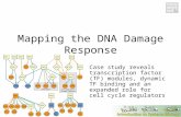Case study reveals transcription factor (TF) modules, dynamic TF binding and an expanded role for cell cycle regulators Mapping the DNA Damage Response.