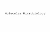 Molecular Microbiology. Genetic Recombination Vertical –Binary fission –Budding Horizontal –Conjugation –Transduction –Transformation.