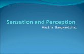 Marina Sangkavichai. Perceiving the World Sensory systems What are our senses? How do we make meaningful interpretations from what our senses take in?