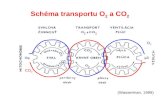 Schéma transportu O 2 a CO 2 O2O2 CO 2 (Wasserman, 1999)