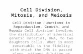 Cell Division, Mitosis, and Meiosis Cell Division Functions in Reproduction, Growth, and Repair Cell division involves the distribution of identical genetic.