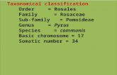 Taxonomical classification Order= Rosales Family= Rosaceae Sub-family= Pomoideae Genus= Pyrus Species= communis Basic chromosome= 17 Somatic number= 34.