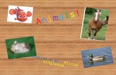 Animals!Animals! Spanish 1 By: Alyssa SIngleton. Animals! Perro Dog! Gato Cat!