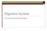 Digestive System The Gastrointestinal System. Digestive System.