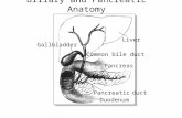 Liver Gallbladder Common bile duct Pancreas Pancreatic duct Duodenum Biliary and Pancreatic Anatomy.