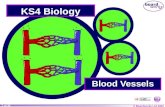 © Boardworks Ltd 2004 1 of 30 KS4 Biology Blood Vessels.