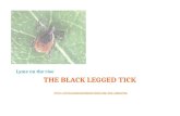 THE BLACK LEGGED TICK HTTP:// HTTP:// Lyme on the rise.