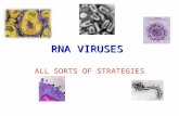 RNA VIRUSES ALL SORTS OF STRATEGIES. RNA Viruses All synthesize through a double stranded intermediate - RI - replication intermediate RNA dependent RNA.