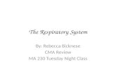 The Respiratory System By: Rebecca Bicknese CMA Review MA 230 Tuesday Night Class.