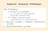 Somatic Sensory Pathways Two Pathways: –3 neurons in pathway 1 st, 2 nd and 3 rd order neurons (from PNS through CNS) –2 nd fiber crosses over (ipsilateral.