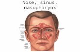 Nose, sinus, nasopharynx Dr K Outhoff. Contents Allergic Rhinitis Nasal furunculosis Epistaxis Local anaesthetic drugs Rhinosinusitis – Viral – Bacterial.
