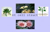 Plant cell structure. Plant cell organelles Cell Membrane Nucleus Cytoplasm Mitochondria Golgi Complex Ribosomes
