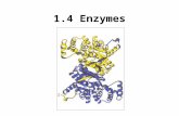 1.4 Enzymes. What is an Enzyme? Enzymes are specialized proteins that act as catalysts; they speed up chemical reactions by lowering the activation energy.