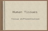 Human Tissues Tissue differentiation. Tissue Types Muscle Epithelial Connective Nervous.
