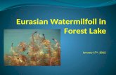 January 17 th, 2012. Eurasian Watermilfoil (EWM) Exotic milfoil Can grow nearly 10 feet in length Can forms dense mats at the waters surface Grows in.