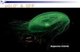 PGLO ™ & GFP. Uses of GFP GFP is a visual marker Study of biological processes (example: synthesis of proteins) Localization and regulation of gene expression.