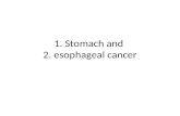 1. Stomach and 2. esophageal cancer. Stomach cancer-Anatomy Parts of the stomach: -cardia (cardiac portion) -fundus -body -pyloric antrum -pyloric canal.