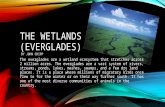 THE WETLANDS (EVERGLADES) BY JOHN CHIPP The everglades are a wetland ecosystem that stretches across 2 million acres. The everglades are a vast system