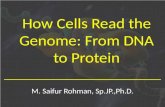 How Cells Read the Genome: From DNA to Protein M. Saifur Rohman, Sp.JP.,Ph.D.