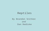 Reptiles By Brandon Snitker and Dan Rediske. Habitat Tend to be found in warmer climates. Can be found anywhere from the tropical rain forest, to the.