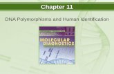 Chapter 11 DNA Polymorphisms and Human Identification.