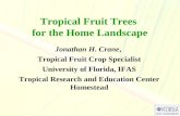 Tropical Fruit Trees for the Home Landscape Jonathan H. Crane, Tropical Fruit Crop Specialist University of Florida, IFAS Tropical Research and Education.