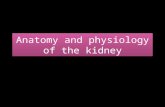Anatomy and physiology of the kidney. True/false: the kidneys are outside the peritoneal cavity True The kidneys sit at __ to __ vertebral level T12 to.