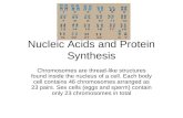 Nucleic Acids and Protein Synthesis Chromosomes are thread-like structures found inside the nucleus of a cell. Each body cell contains 46 chromosomes arranged.