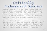 Critically Endangered Species Some of the world’s most well-known species are on the endangered list, such as the Black Rhino, Cross River Gorilla, Hawksbill.